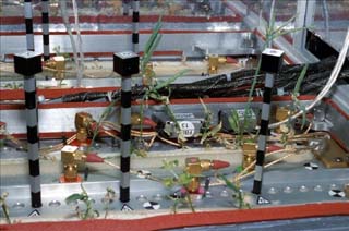 Various views of plants growing in the Svet greenhouse in the Mir space station Kristall module. 